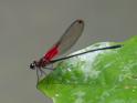 Hetaerina miniata (Red-striped Rubyspot)-2.jpg